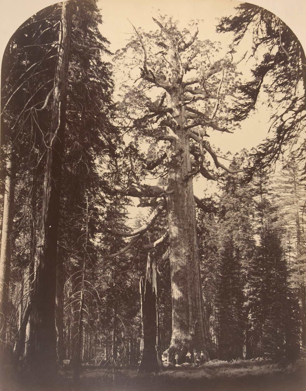 Korkunç Dev, Mariposa Korusu, Yosemite, 1861. by Carleton Emmons Watkins