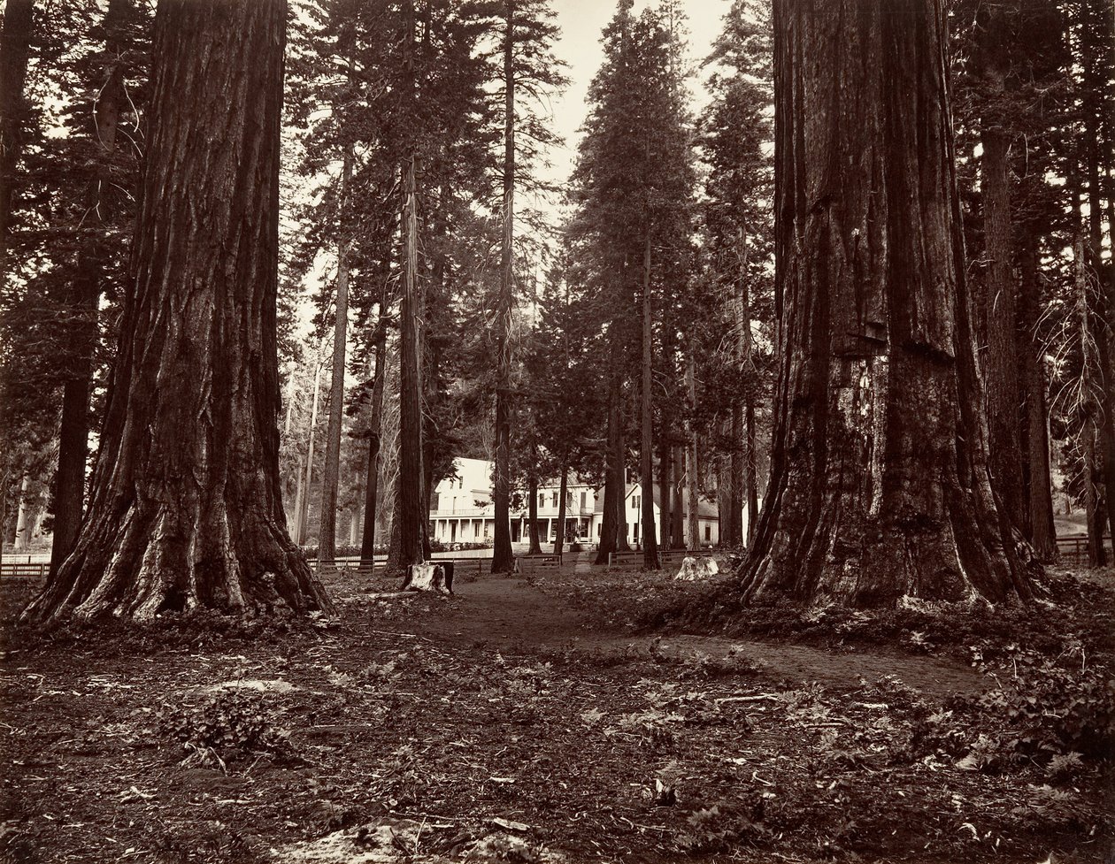 Mammoth Grove