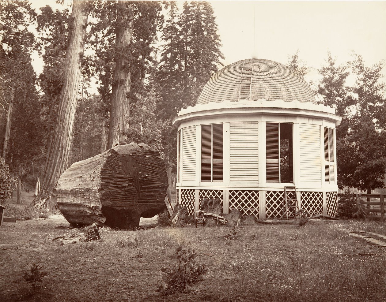 Büyük Bir Ağacın Kütüğü Üzerine İnşa Edilen Ev, 1865-66, yaklaşık olarak basılmıştır. 1876. by Carleton Emmons Watkins