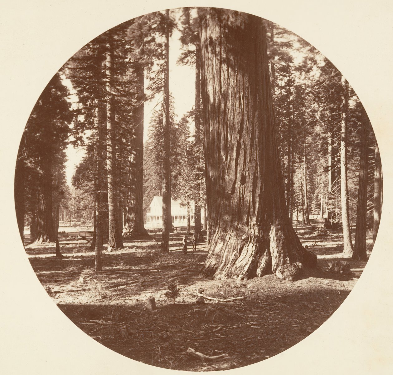 Grove