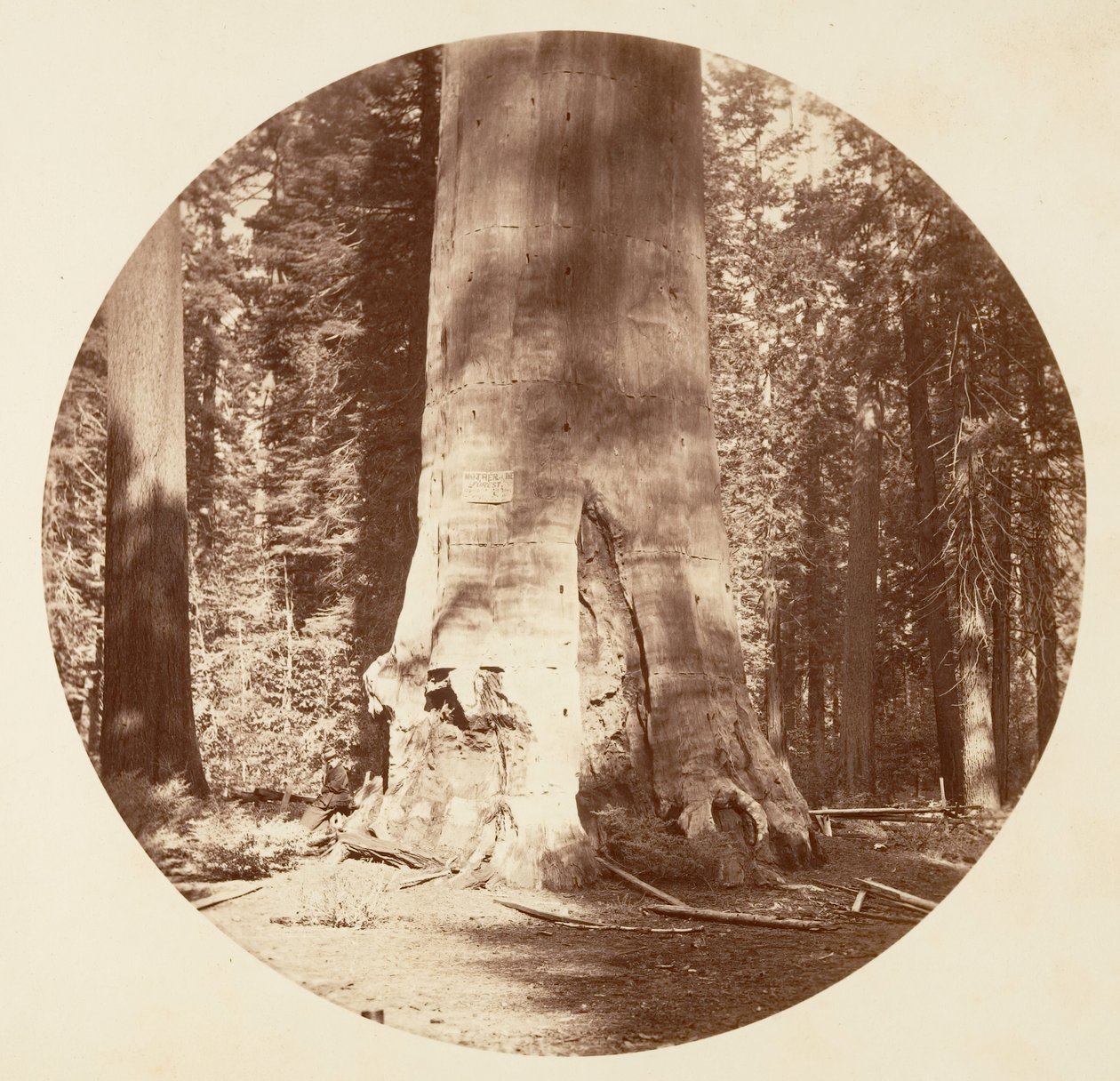 Ormanın Anası - Calaveras Korusu, yaklaşık. 1878. by Carleton Emmons Watkins