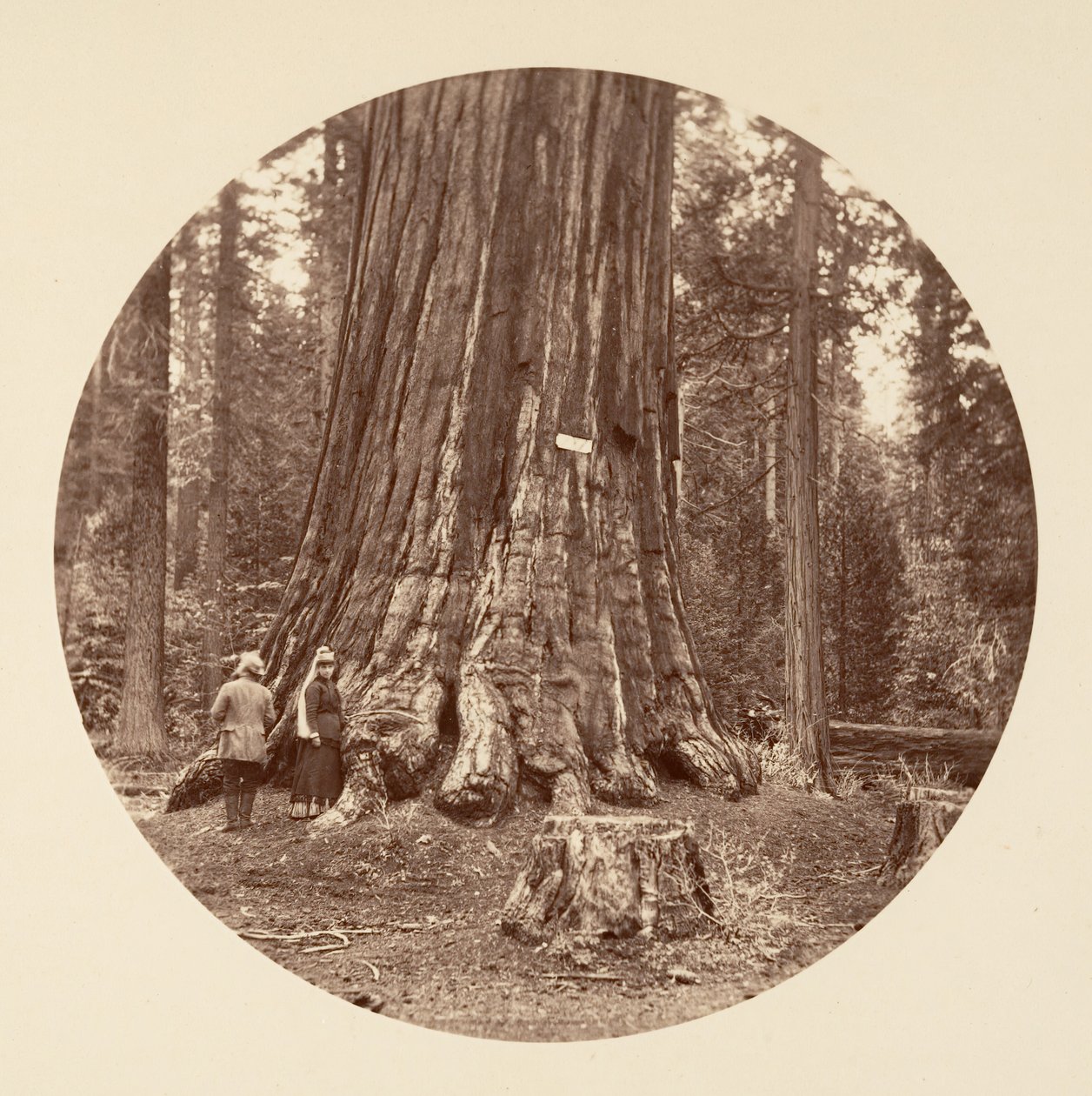 Ormanın Gururu - Calaveras Korusu, yaklaşık. 1878. by Carleton Emmons Watkins