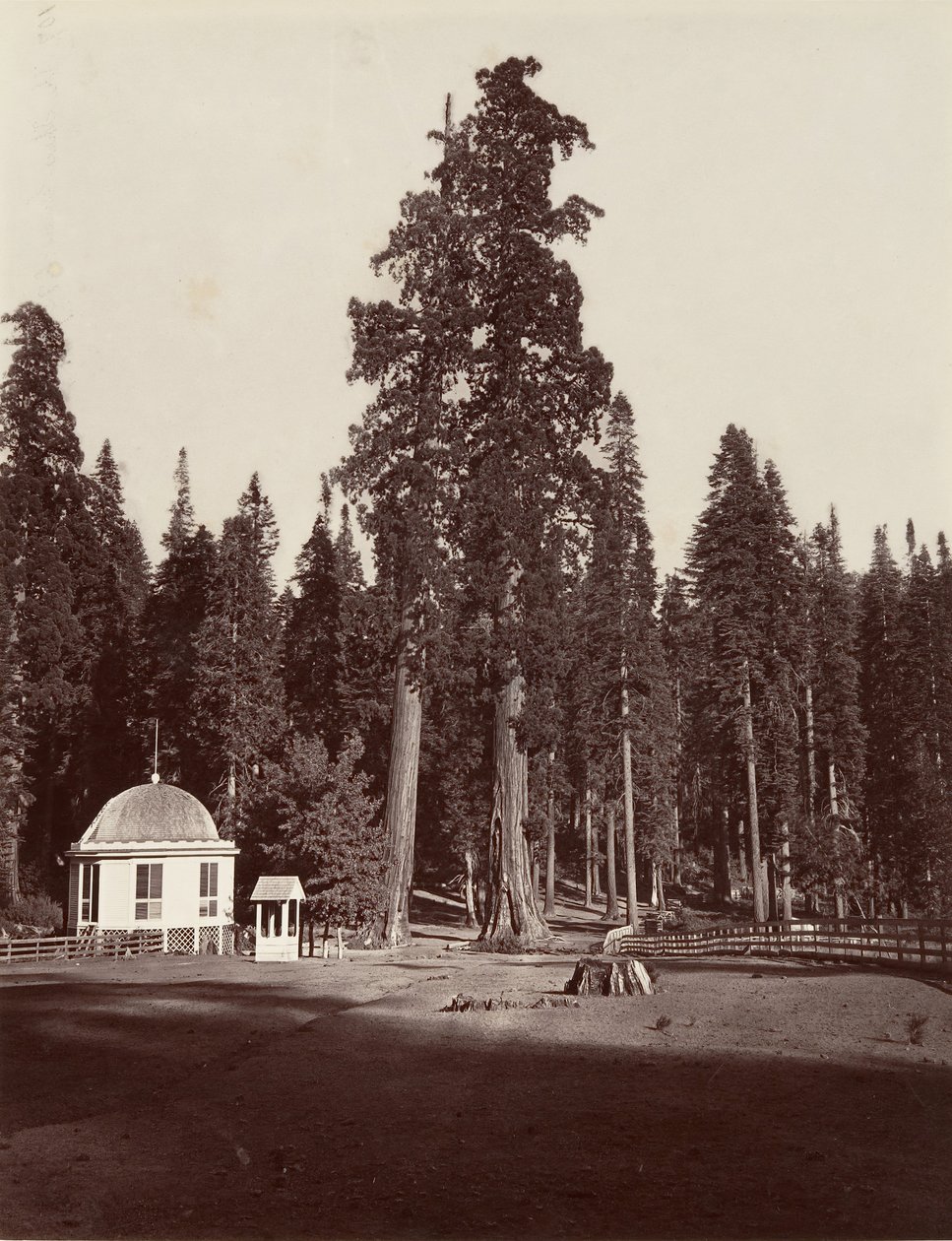 Sentinel, 315 fit, 1865-66, yaklaşık olarak basılmıştır. 1876. by Carleton Emmons Watkins
