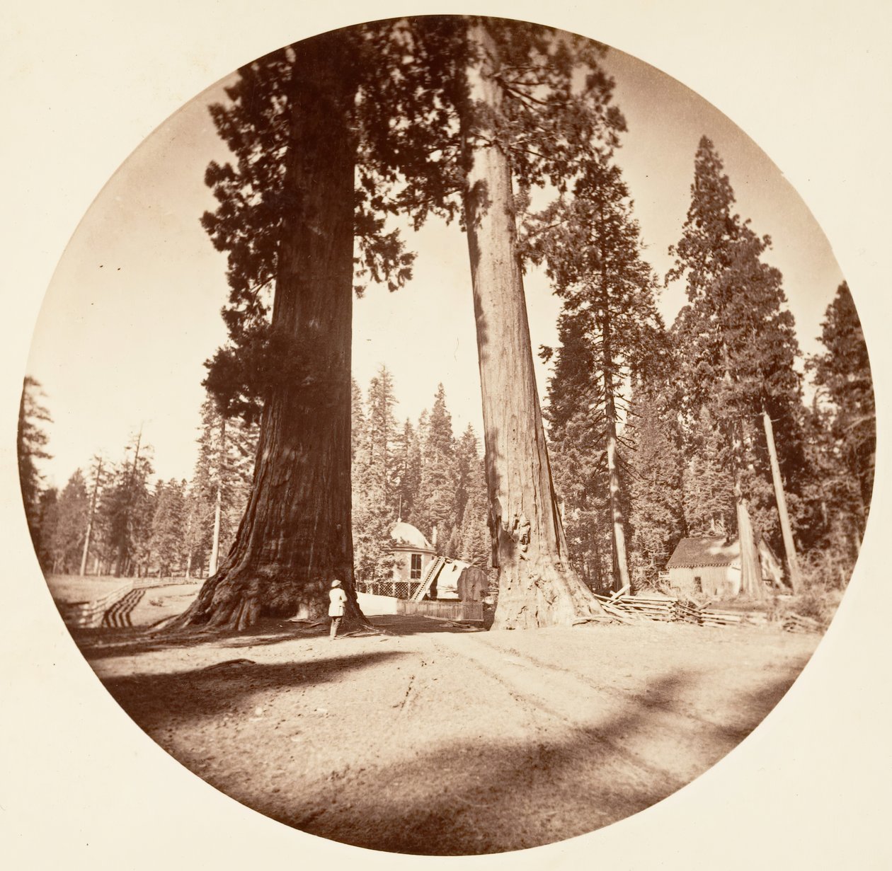 Nöbetçiler - Calaveras Korusu, yaklaşık. 1878. by Carleton Emmons Watkins