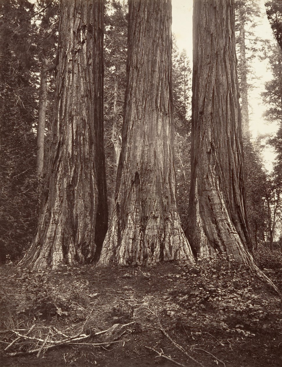 Üç Güzeller, 272 fit, 1865-66, yaklaşık olarak basılmıştır. 1876. by Carleton Emmons Watkins