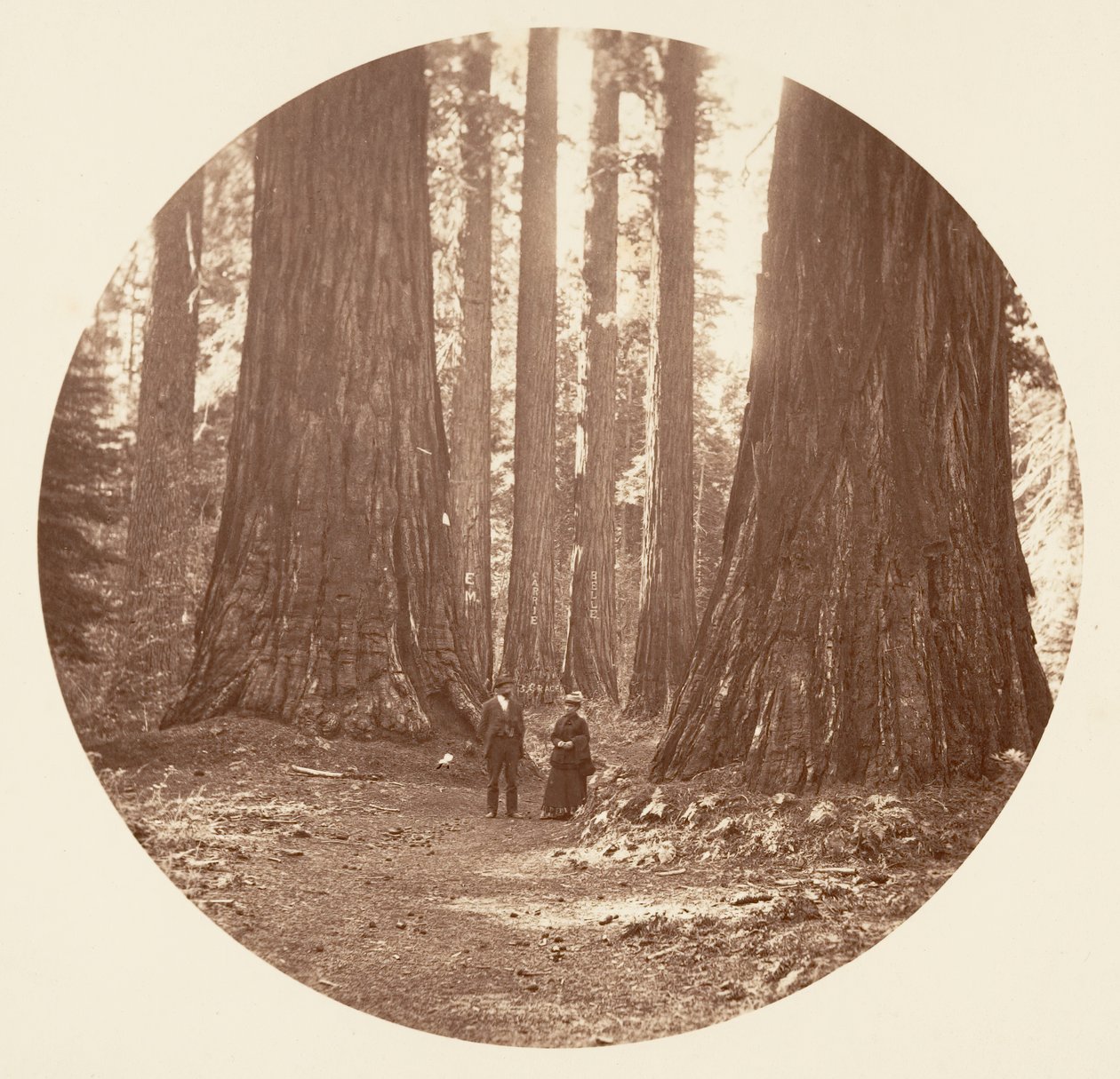 Bryant ve Seward Calaveras Grove