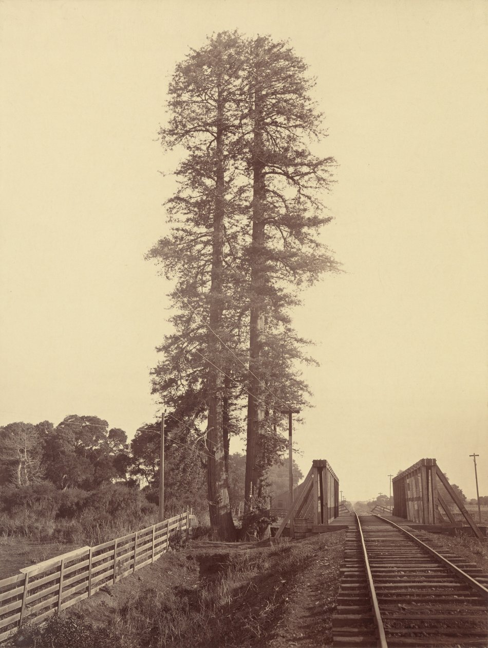 İkiz Redwoods, Palo Alto, 1870. by Carleton Emmons Watkins