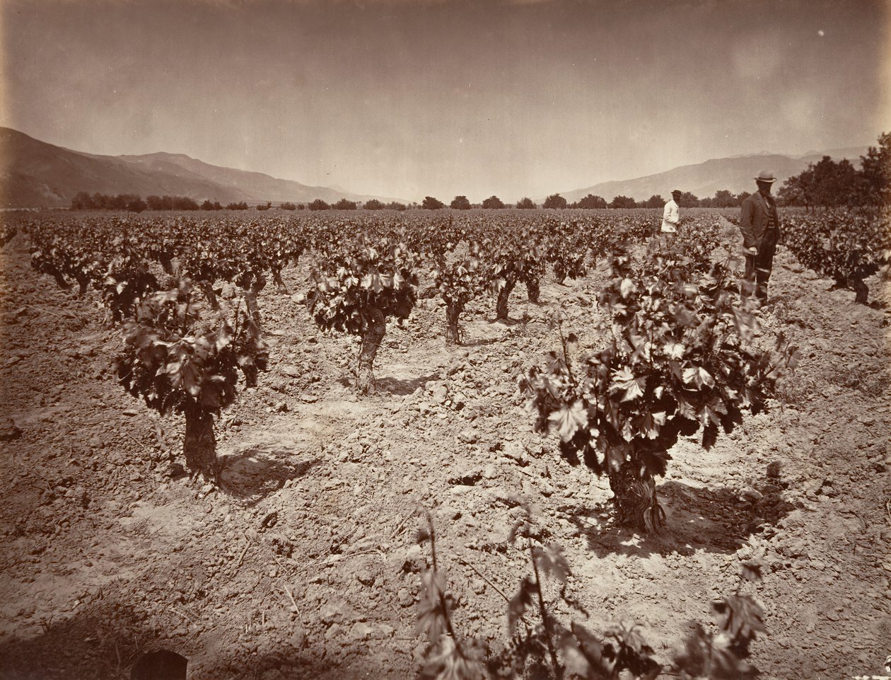 Camulos Çiftliği Üzüm Bağı, 1876, basılmış yaklaşık. 1876. by Carleton Emmons Watkins