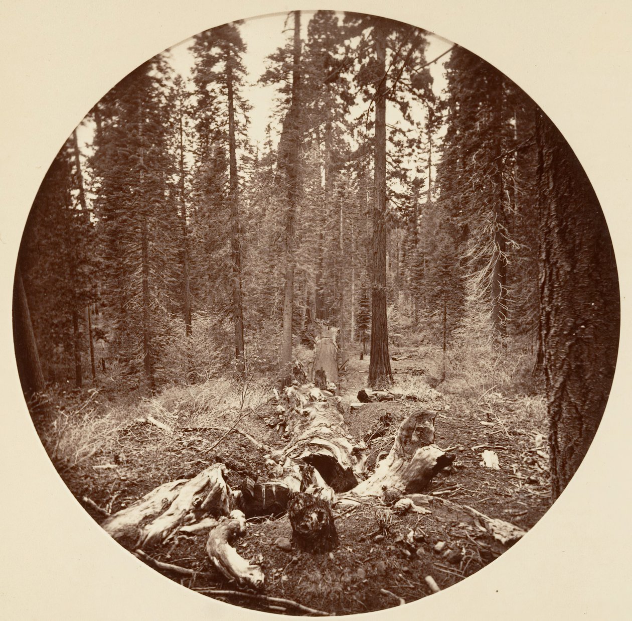 [Yosemite Ulusal Parkı, Kaliforniya], yak. 1878. by Carleton Emmons Watkins