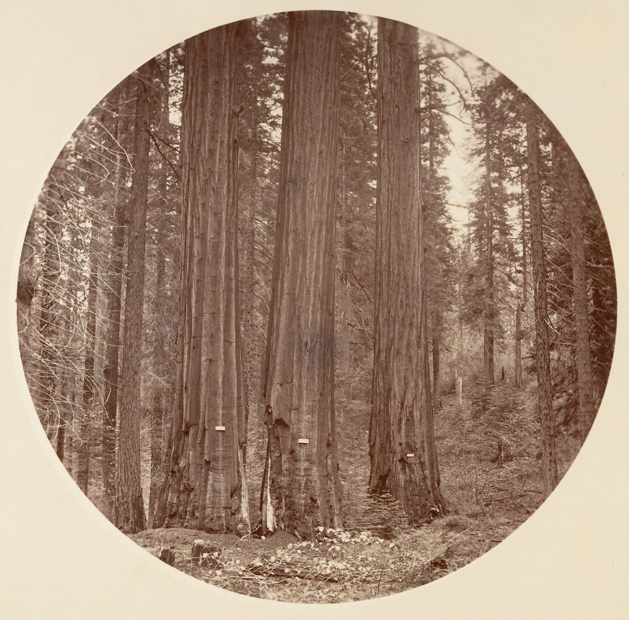 [Yosemite Ulusal Parkı, Kaliforniya], yak. 1878. by Carleton Emmons Watkins