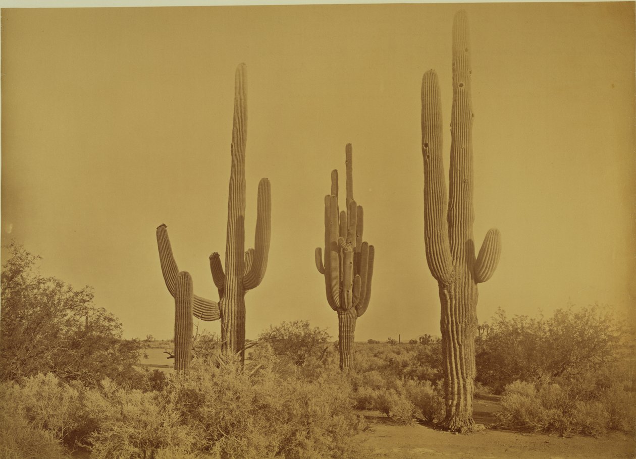  by Carleton Watkins