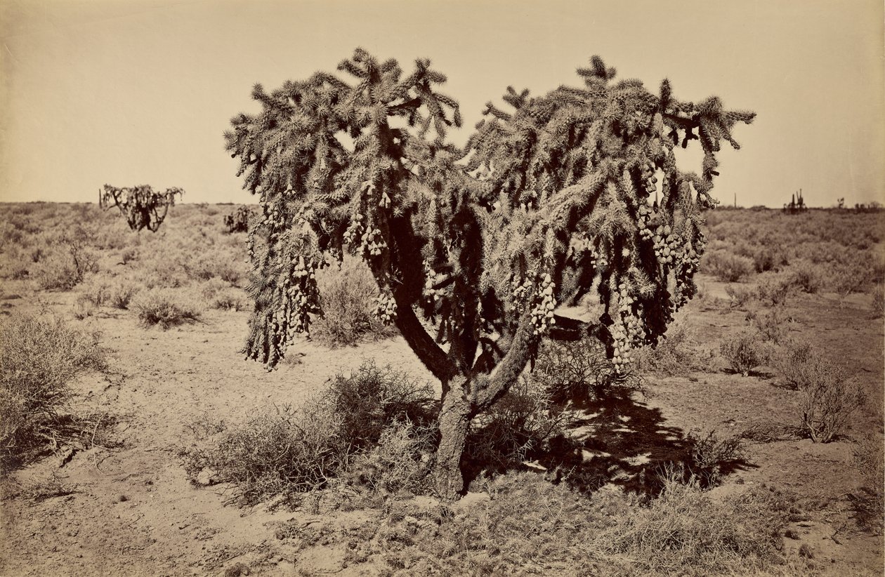  by Carleton Watkins
