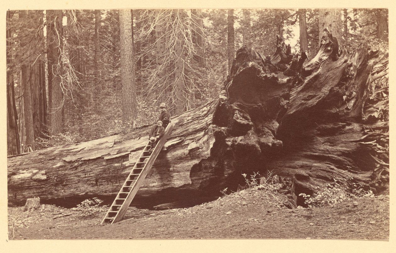  by Carleton Watkins