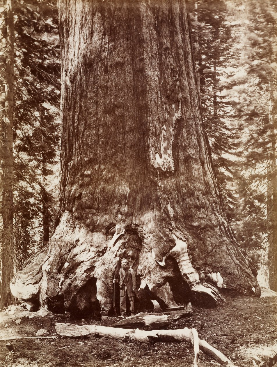 Grizzly Dev Çapı 33 Ft. Mariposa Korusu by Carleton Watkins
