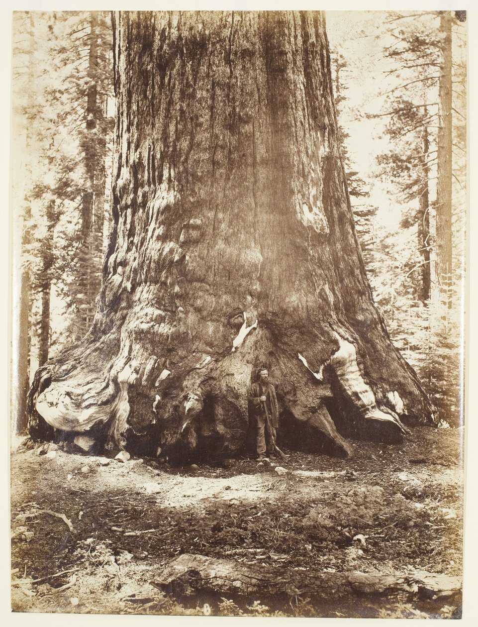 Grizzly Giant