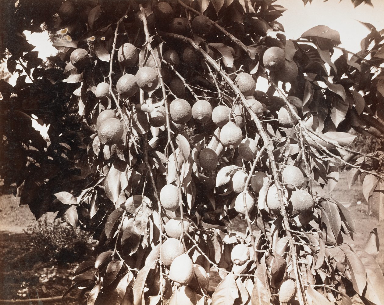  by Carleton Watkins