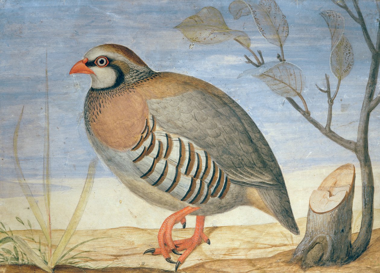 Kırmızı Bacaklı Keklik (parşömen üzerine guaj) by Carlo Battaglia