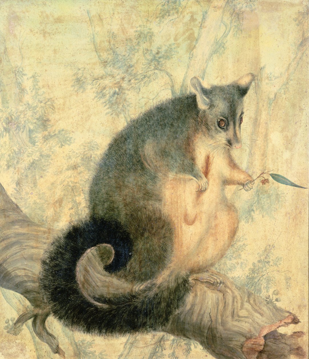 Opossum by Caroline Louisa Atkinson