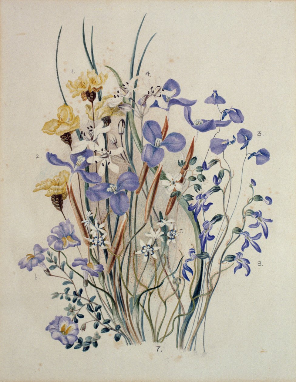 Bahar Çiçekleri, 19. yüzyıl by Caroline Louisa Meredith