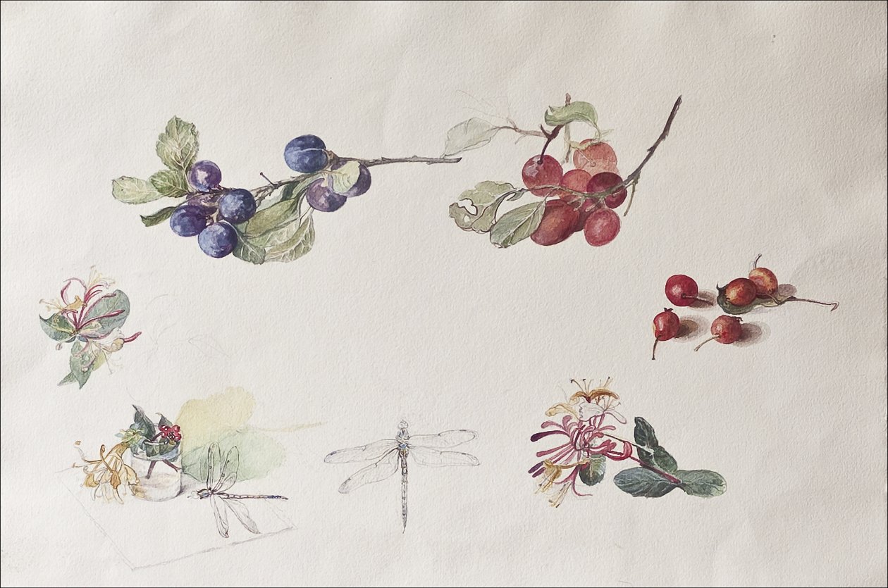 Sonbahar Meyve ve Çiçekleri, 2007 (kağıt üzerinde wc) by Caroline Hervey Bathurst