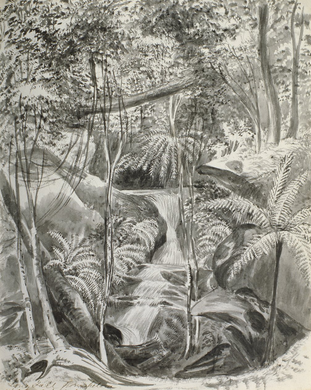 Orman Çalışması, 19. yüzyıl by Caroline Louisa Meredith