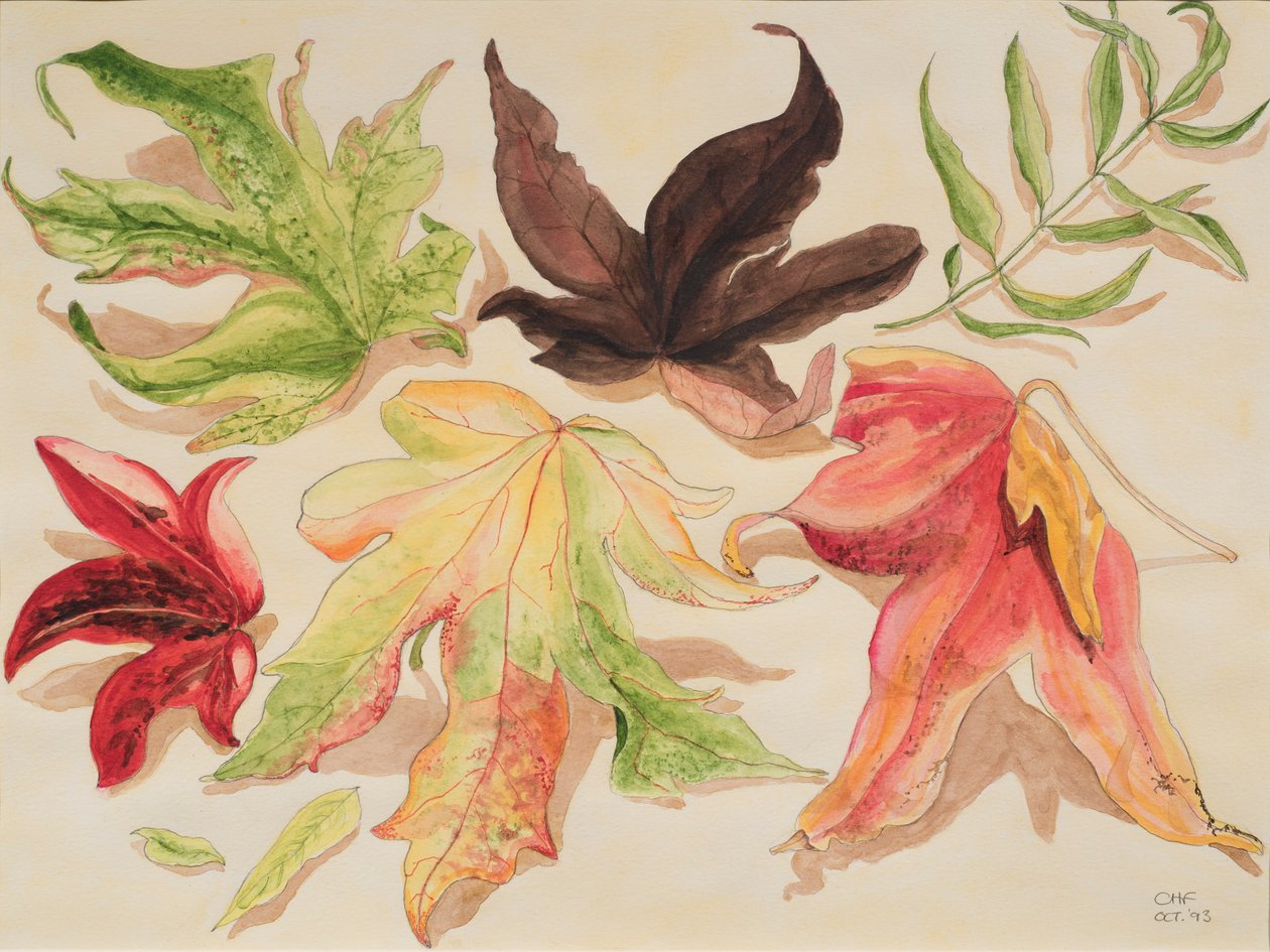 Sonbahar Yaprakları, 1993 (kağıt üzerinde wc) by Carolyn Hubbard Ford