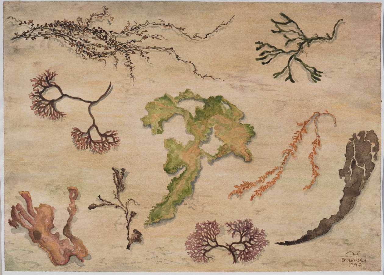 Deniz yosunu, 1992 (kağıt üzerinde wc) by Carolyn Hubbard Ford