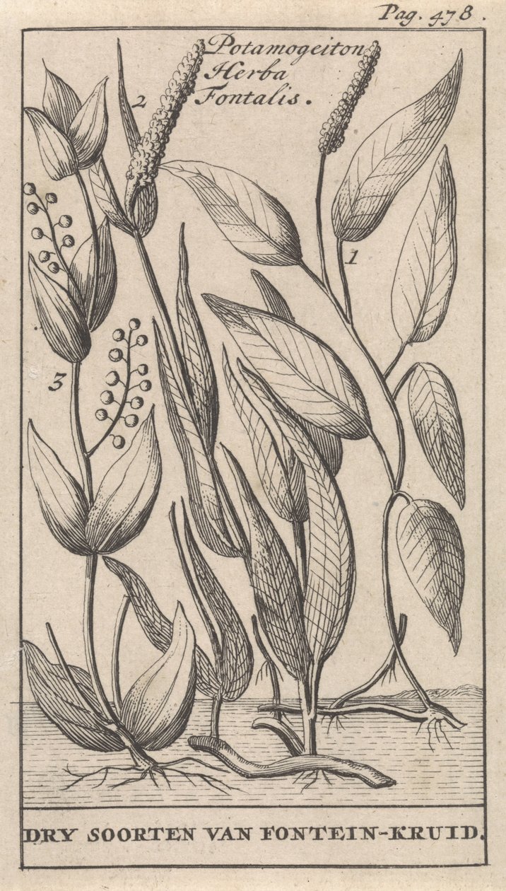 Üç tür su birikintisi Potamogeton Herba Fontalis / Çeşme Bitkisinin Kuru Türleri (nesne üzerindeki başlık) by Caspar Luyken