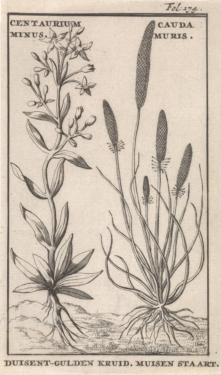 Kantaron ve fare kuyruğu Centaurium Eksi. Cauda MurisDuisent-Guilder Bitki. Fare kuyruğu (nesne üzerindeki başlık) by Caspar Luyken