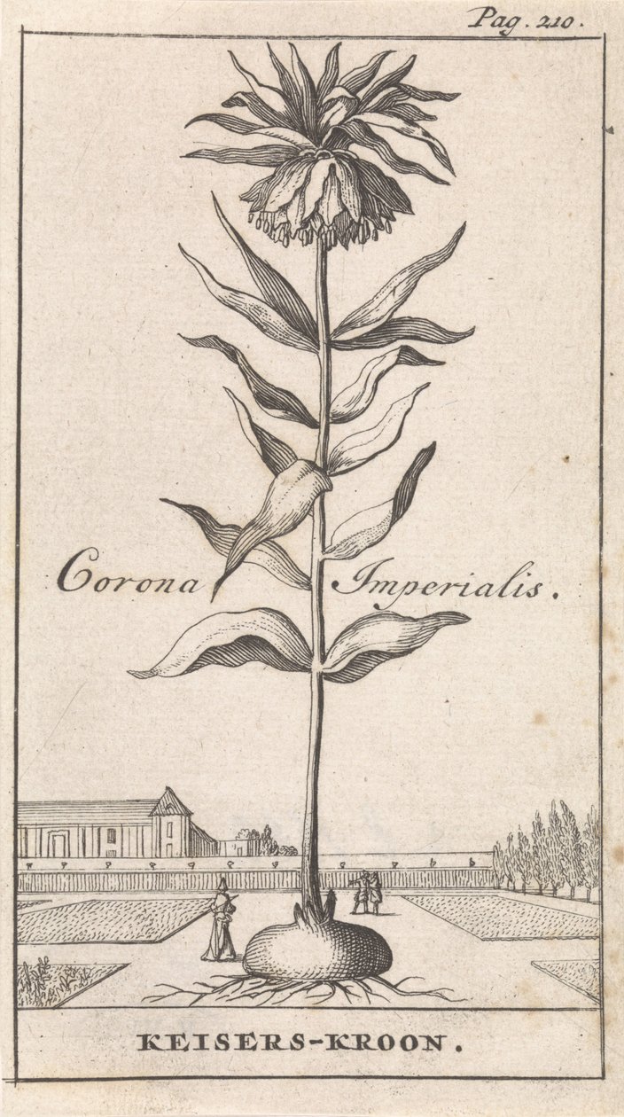 Imperial Crown Corona Imperialis / Keizerskroon (nesne üzerindeki başlık) by Caspar Luyken