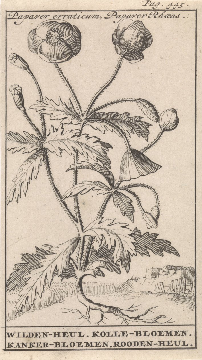 Gelincik Papaver düzensiz, Papaver Rhoeas / Wilden-heul. Kole çiçekleri. Kanser çiçekleri. Roodenheul (nesne üzerindeki başlık) by Caspar Luyken