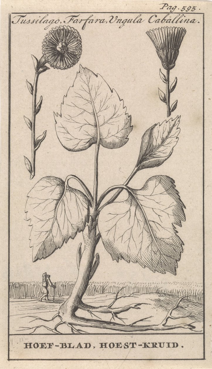 Öksürük otu ile öksürük otu Tussilago, Farfara, Ungula Caballina / Toynak Yaprağı, Öksürük Otu (nesne üzerindeki başlık) by Caspar Luyken