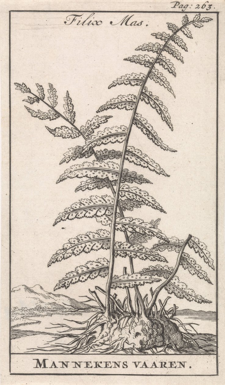 erkek eğreltiotu Filix Mas / Mannekens yelkencilik (nesne üzerindeki başlık) by Caspar Luyken