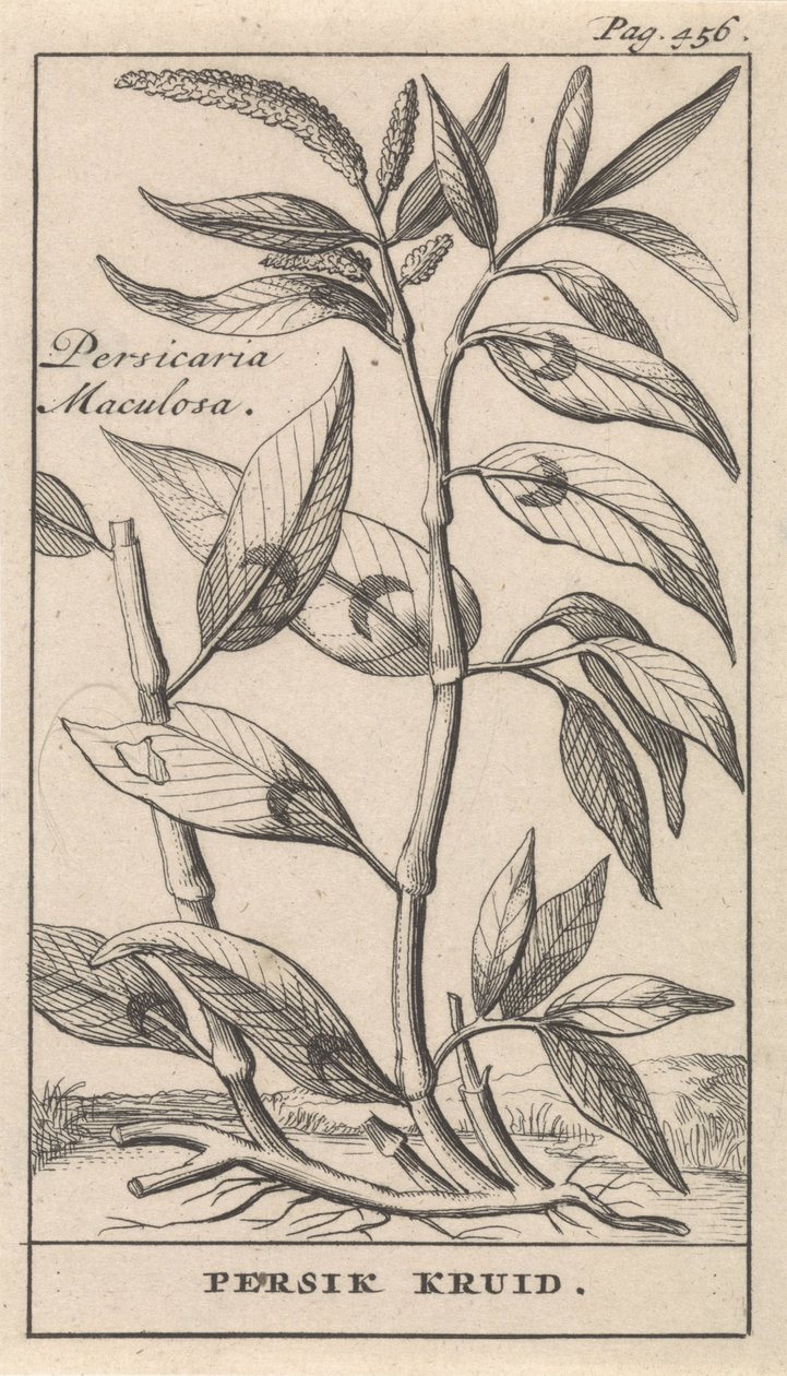 şeftali baharatı Persicaria Maculosa / Persik Herb (nesne üzerindeki başlık) by Caspar Luyken