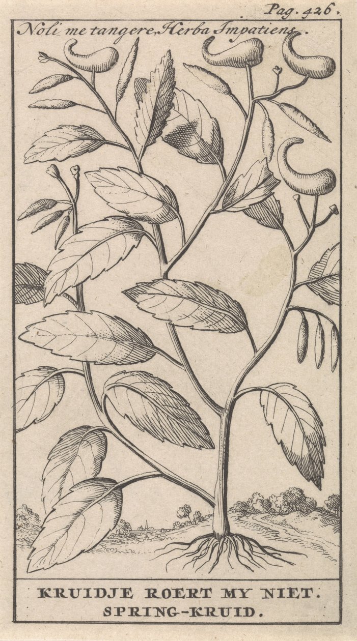 bahar otu Noli me tangere, Herba Impatiens / Kruidje beni heyecanlandırmıyor. Bahar otu (nesne üzerindeki başlık) by Caspar Luyken