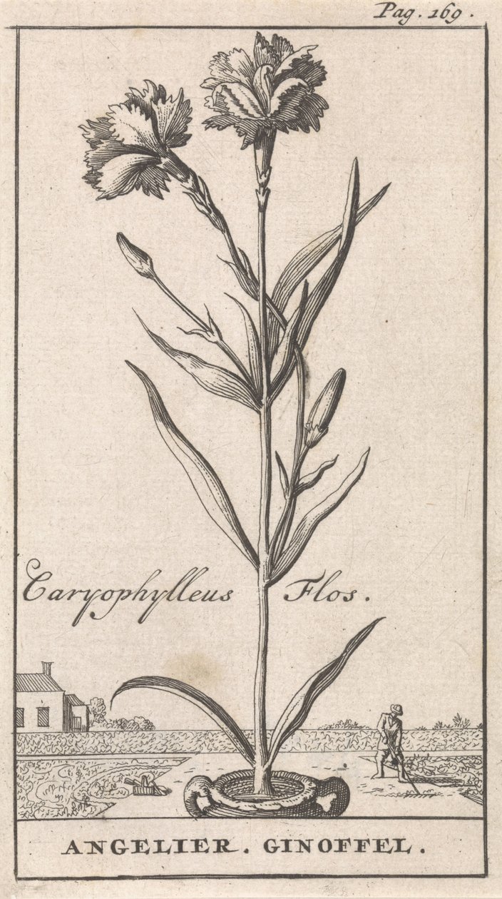 Başlık Sayfası ve Çiçekli Sekiz Baskı Anjelier Caryophylleus Flos / Angelier. Ginoffel (nesne üzerindeki başlık) by Caspar Luyken