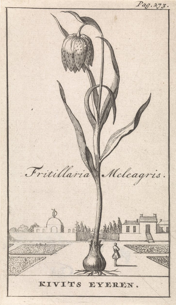 Başlık Sayfası ve Çiçekli Sekiz Baskı Kievitsbloem Fritillaria Meleagris / Kivits Eyeren (nesne üzerindeki başlık) by Caspar Luyken
