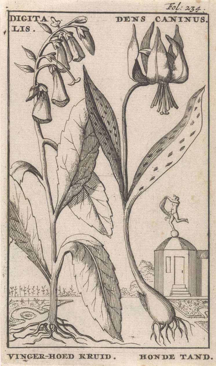 Başlık Sayfası ve Çiçekli Sekiz Baskı Foxglove ve köpek dişi dijital. Dens Caninus / Parmak Şapkalı Bitki. Köpek Dişi (nesne üzerindeki başlık) by Caspar Luyken