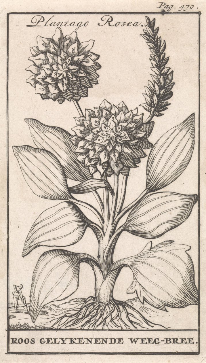 Başlık Sayfası ve Çiçekli Sekiz Baskı Weegbree Plantago Rosea / Roos gelykenende Weeg-bree (nesne üzerindeki başlık) by Caspar Luyken