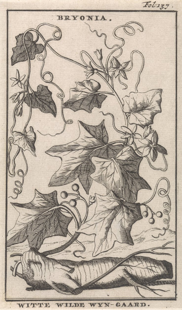 Witte heggenrank Bryonia / Witte Wilde Wyn-gaard (nesne üzerindeki başlık) by Caspar Luyken