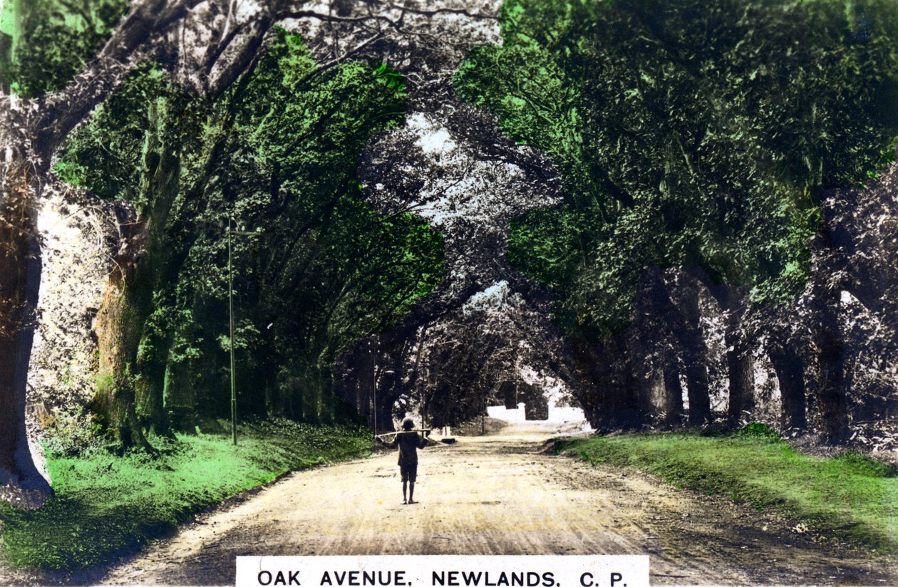 Oak Avenue, Newlands, Johannesburg, Gauteng, Güney Afrika, c1920