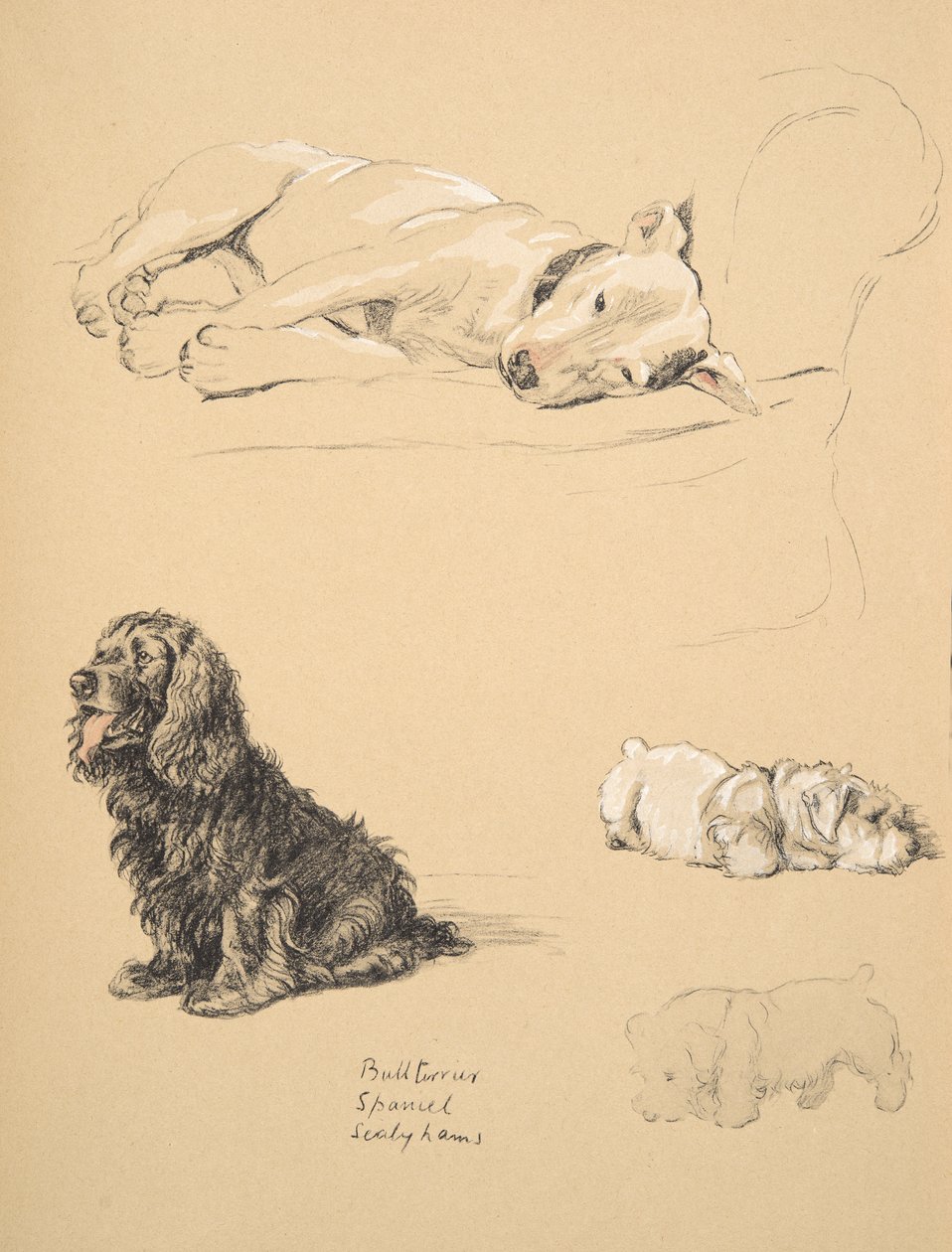 Bull-Terrier, Spaniel ve Sealyhams, 1930, 