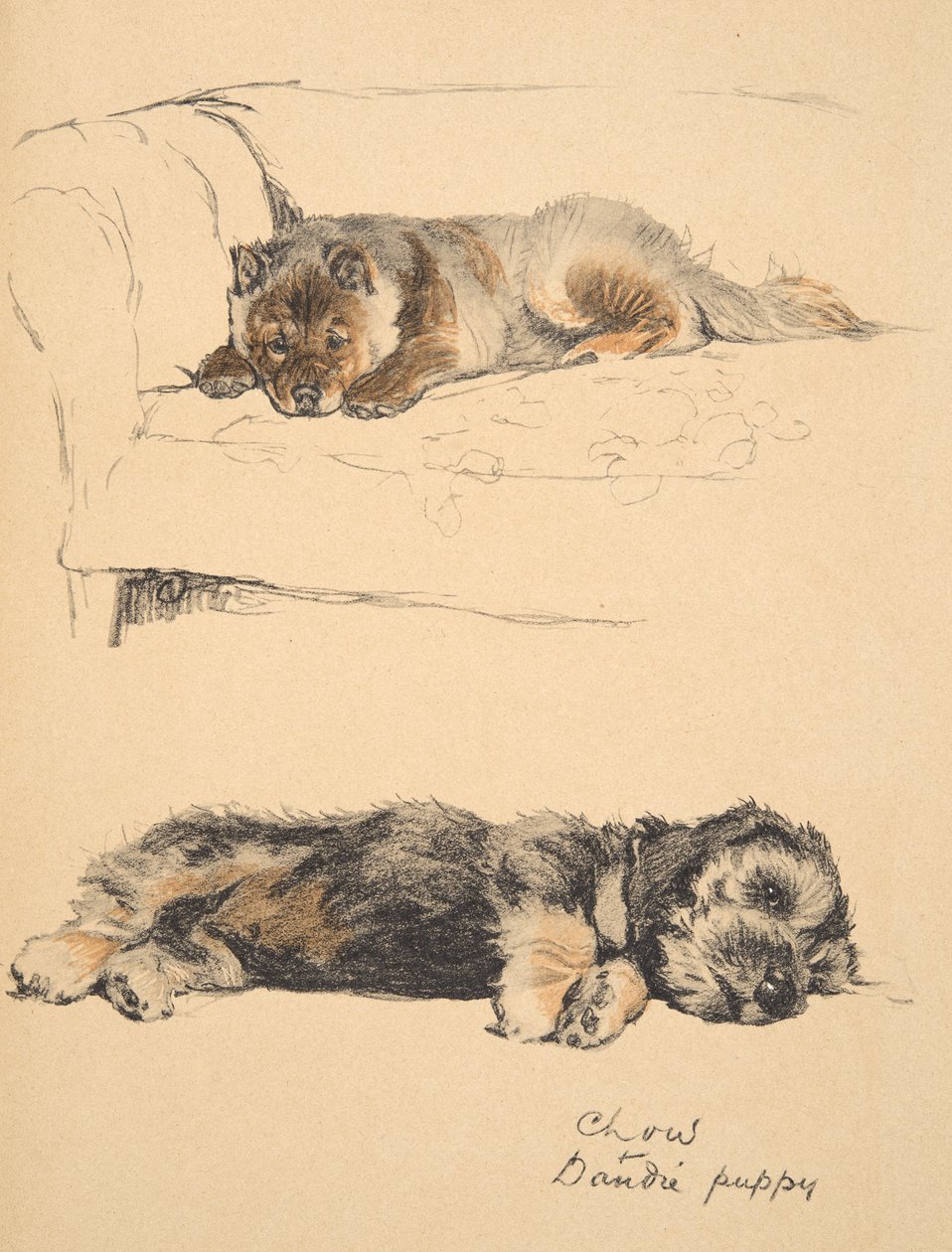 Chow ve Dandie Puppy, 1930, 