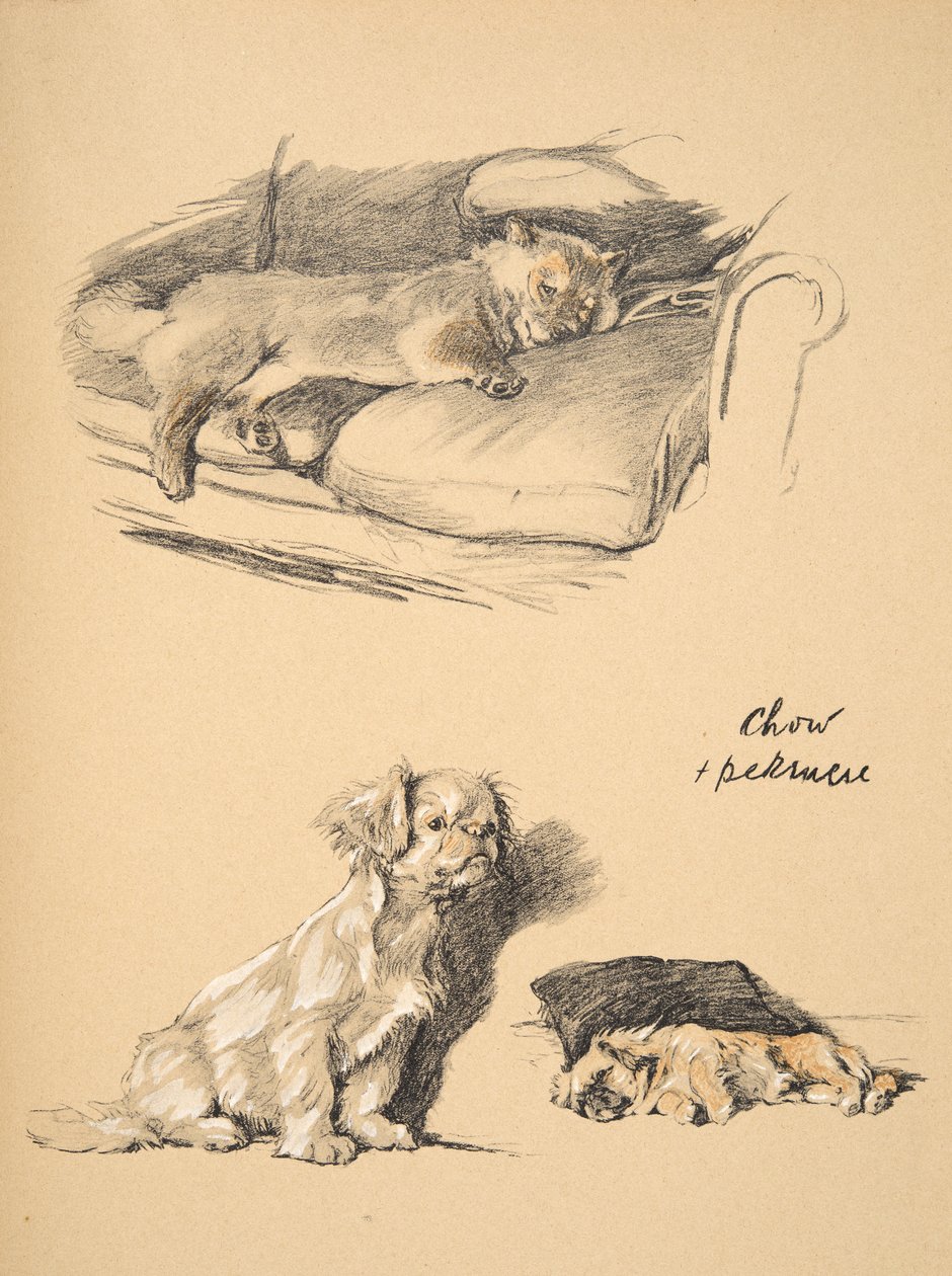 Chow ve Pekinese, 1930, 
