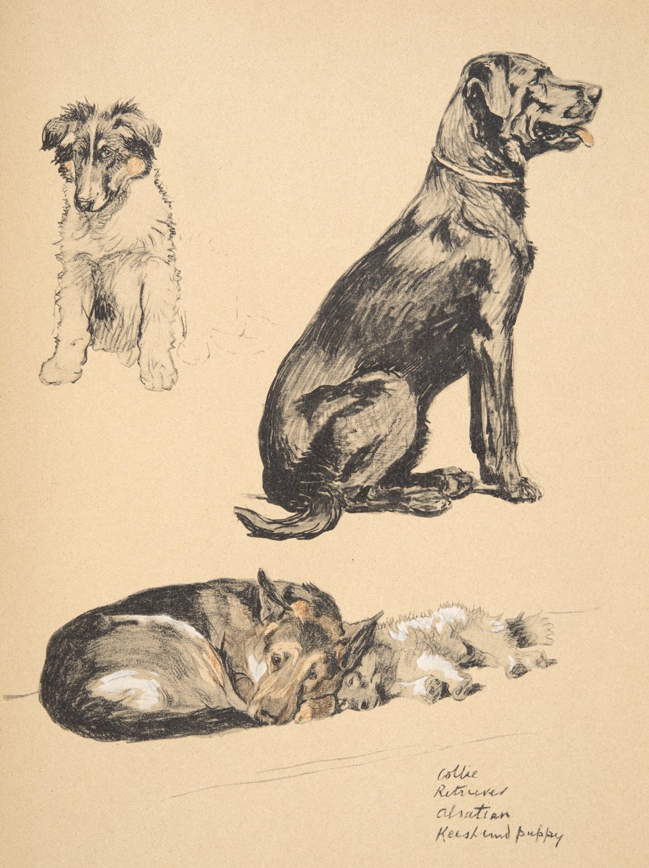 Collie, Retriever, Alsatian ve Keeshond Puppy, 1930, 