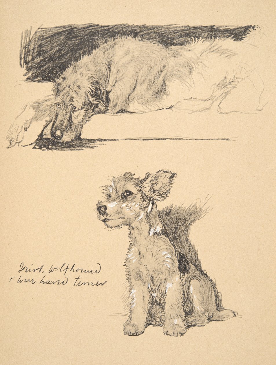 İrlanda Kurt Köpeği ve Tel Tüylü Teriyer, 1930, 
