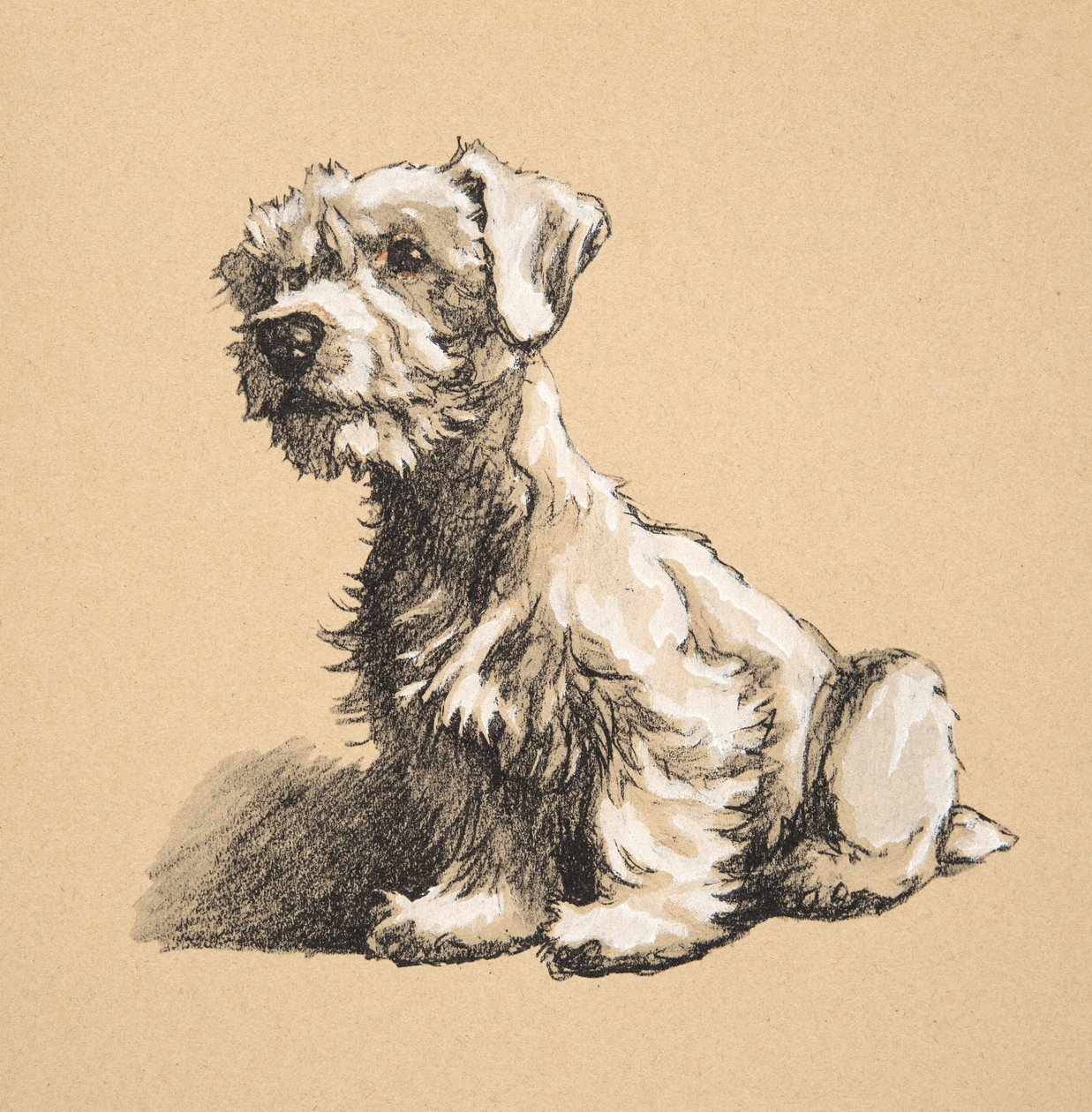 Sealyham, 1930, 