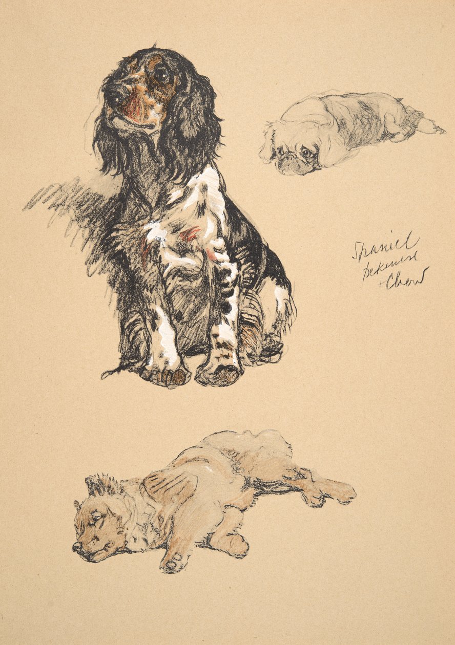 Spaniel, Pekinese ve Chow, 1930, 