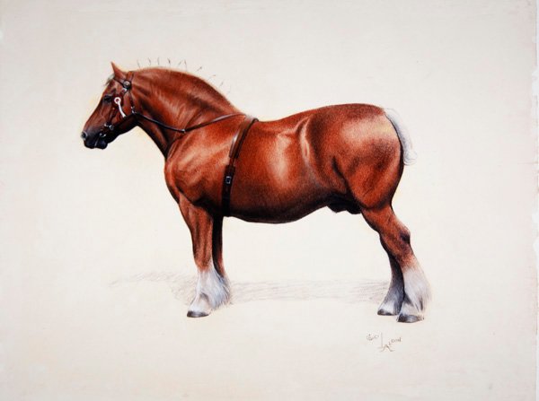 Bir şampiyon Suffolk Punch (kağıt üzerinde pastel) by Cecil Charles Windsor Aldin