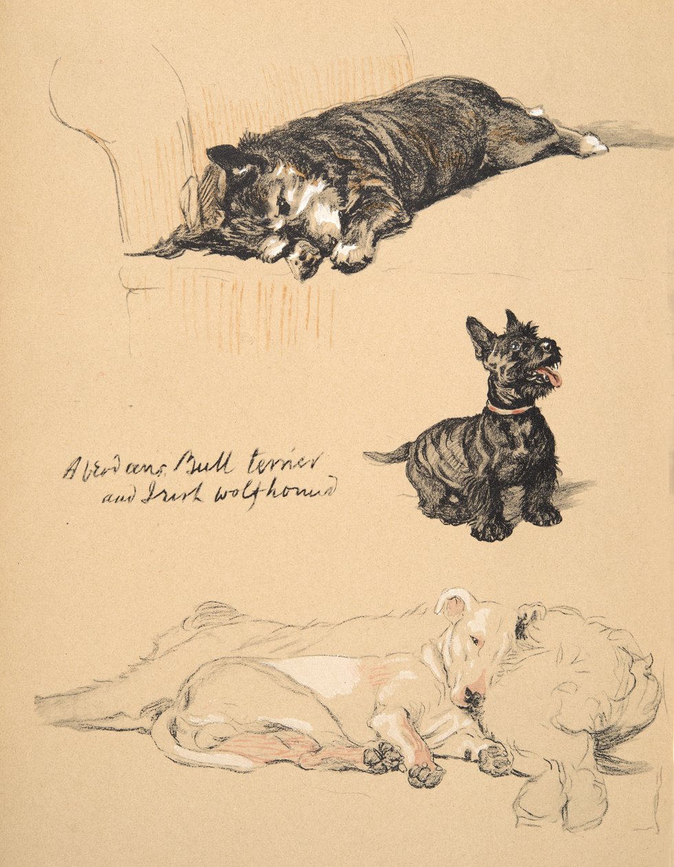 Aberdeens, Bull-Terrier ve Irish Wolfhound, 1930, Sadece Friends, Aldin, Cecil Charles Windsor (1870-1935) için kullanılan Sketch Book